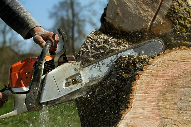 Best Best Tree Removal Services  in USA